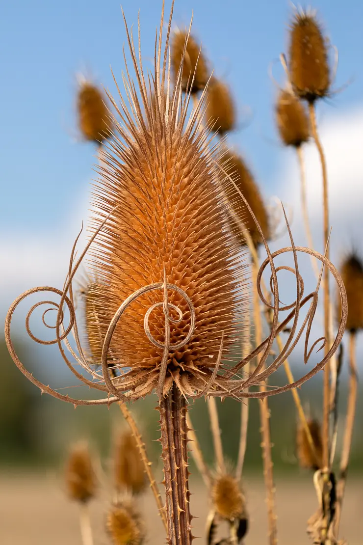 Samenstand der Wilden Karde (Dipsacus fullonum)