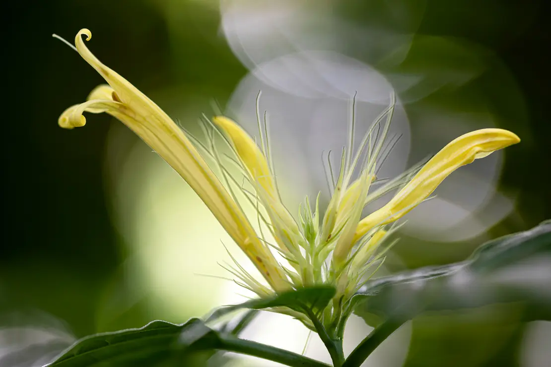 Schaueria calycotricha