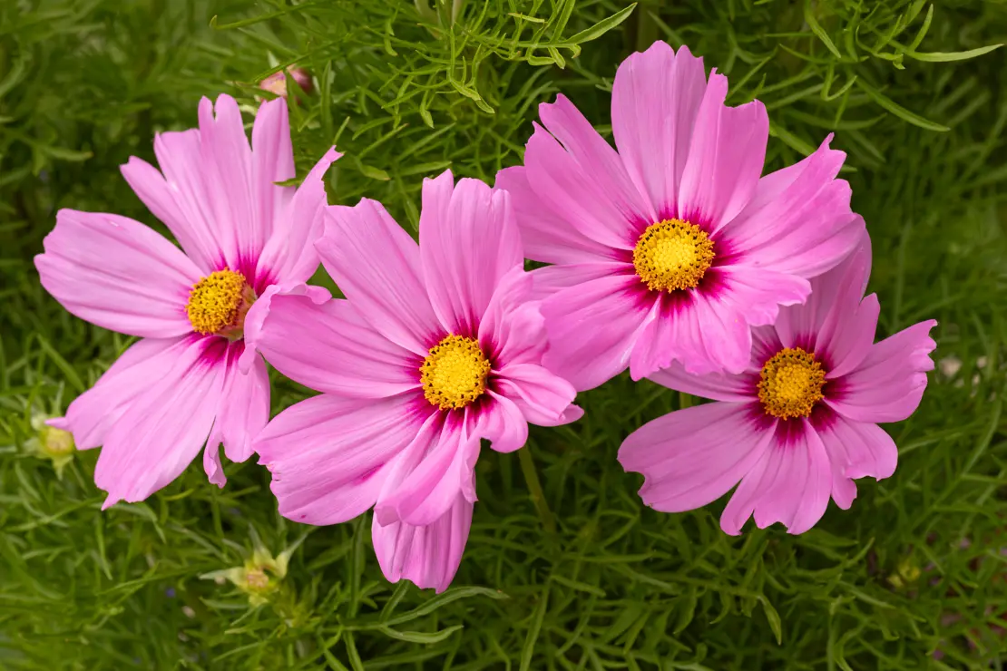 Schmuckkörbchen (Cosmos bipinnatus)