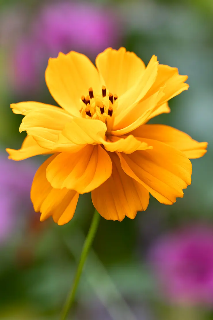 Schmuckkörbchen (Cosmos sulphureus)