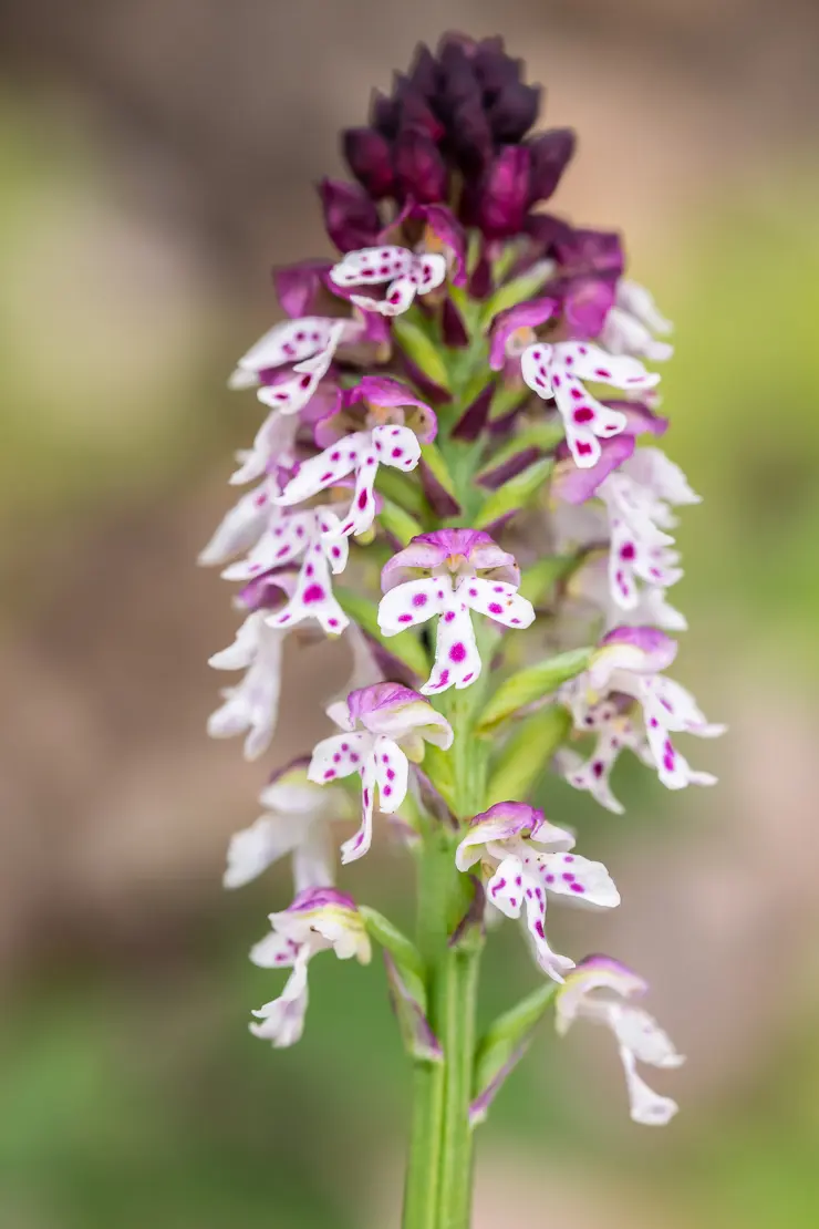 Schwärzliches Knabenkraut (Orchis ustulata)