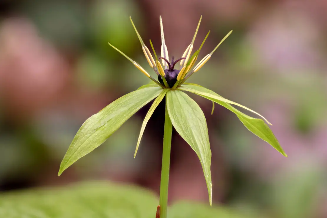 Vierblättrige Einbeere (Paris quadrifolia)