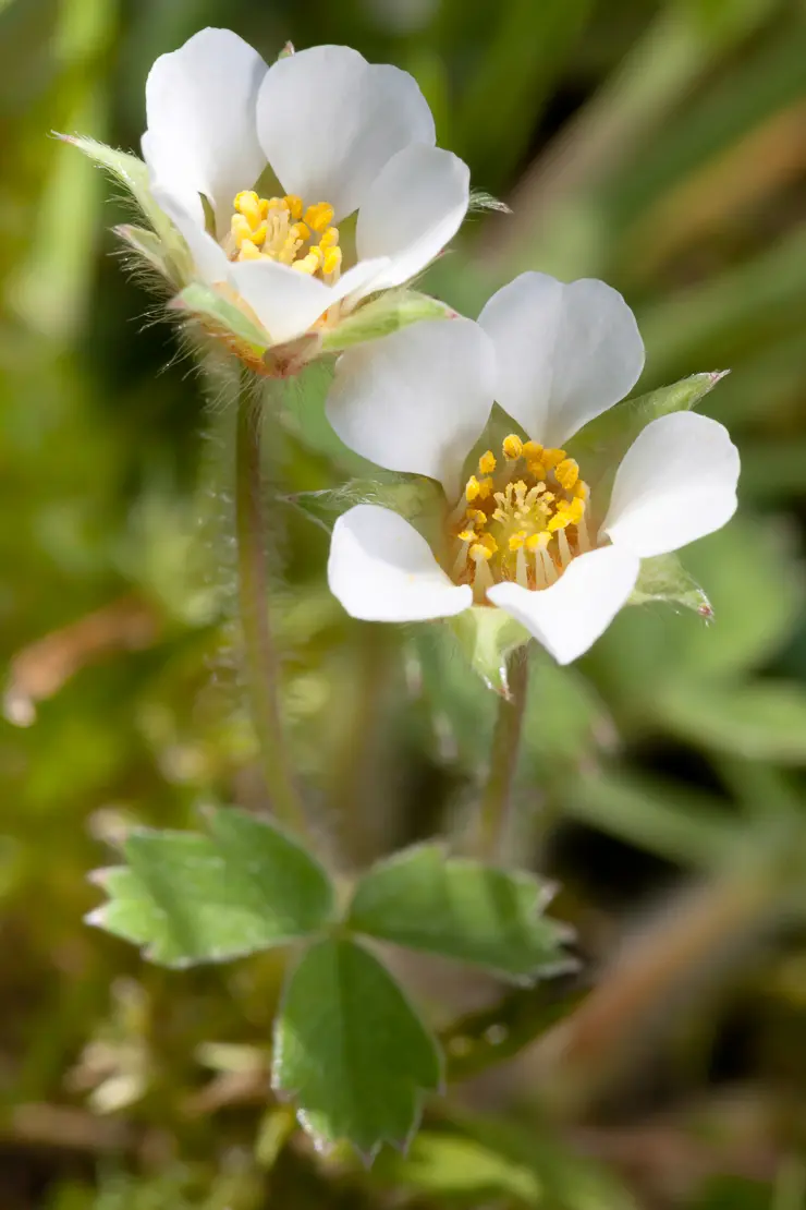 Wald-Erdbeere (Fragaria vesca)