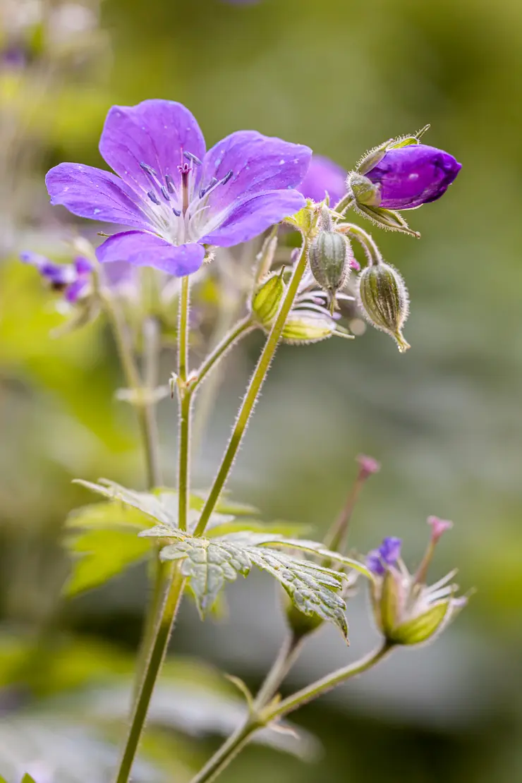 Wald-Storchschnabel (Geranium sylvaticum)