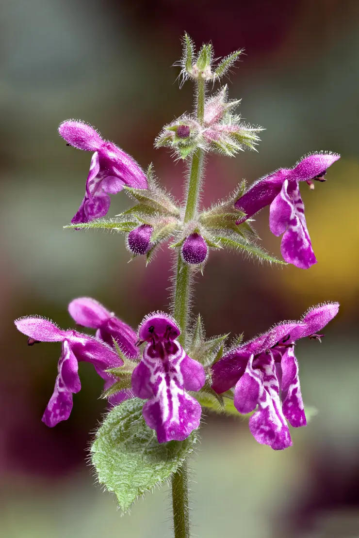 Wald-Ziest (Stachys sylvatica)