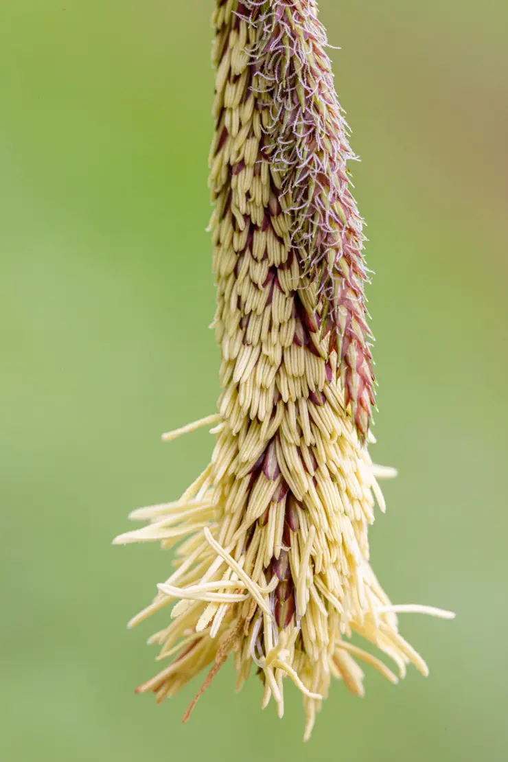 Waldbinse (Scirpus sylvaticus)