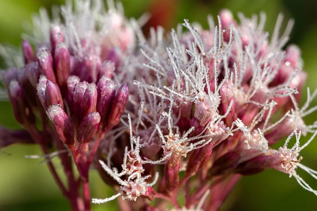 Wasserdost (Eupatorium cannabinum)