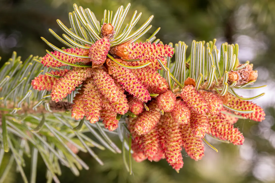 Weisstanne (Abies alba)