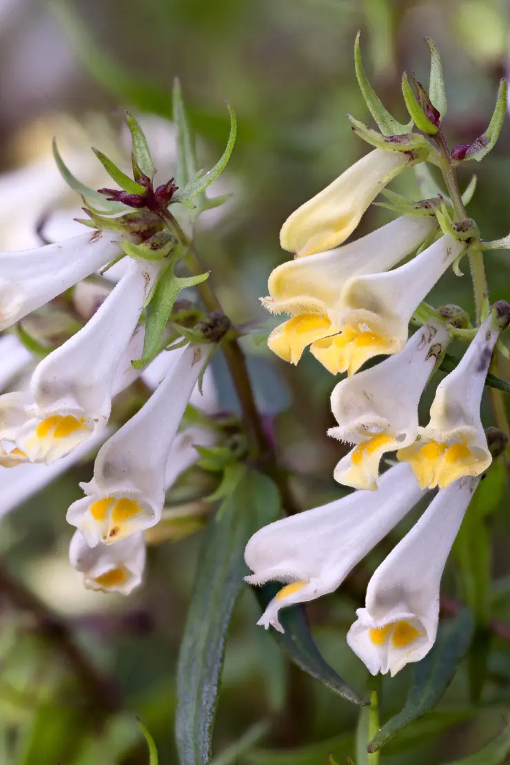 Wiesen-Wachtelweizen (Melampyrum pratense)