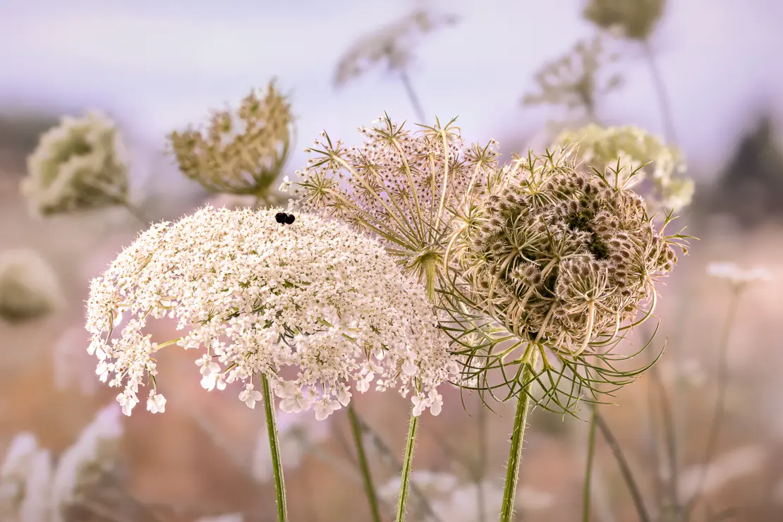 Wilde Möhre (Daucus carota)