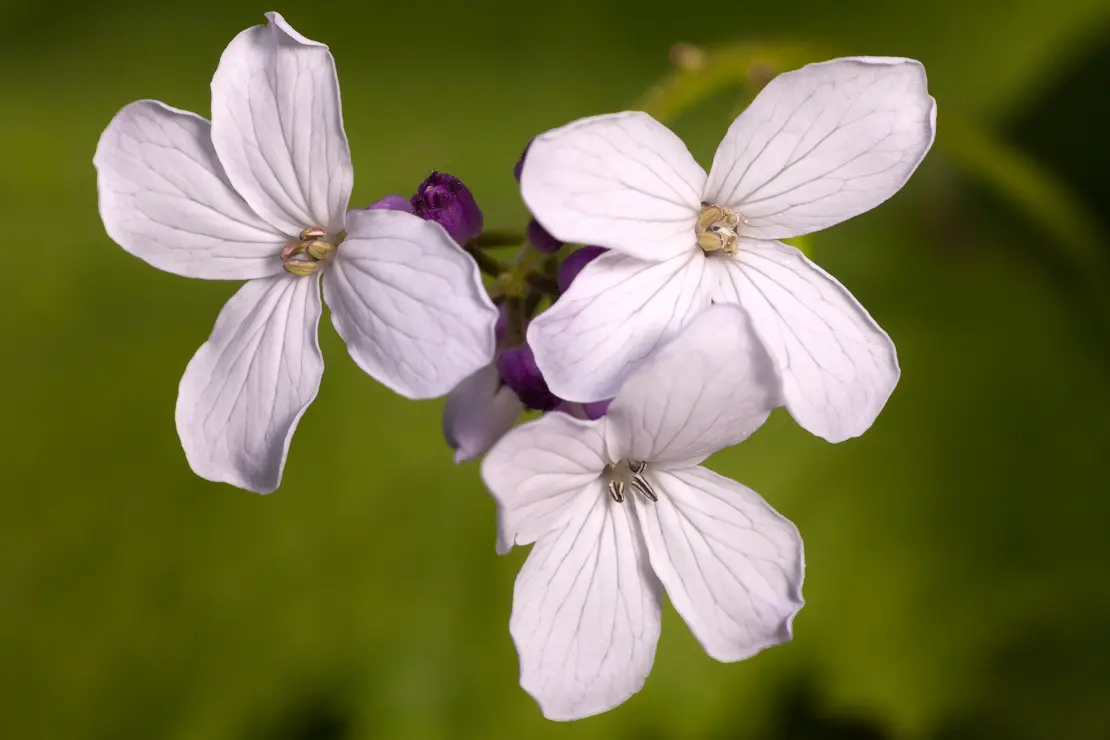 Wilde Mondviole (Lunaria rediviva)