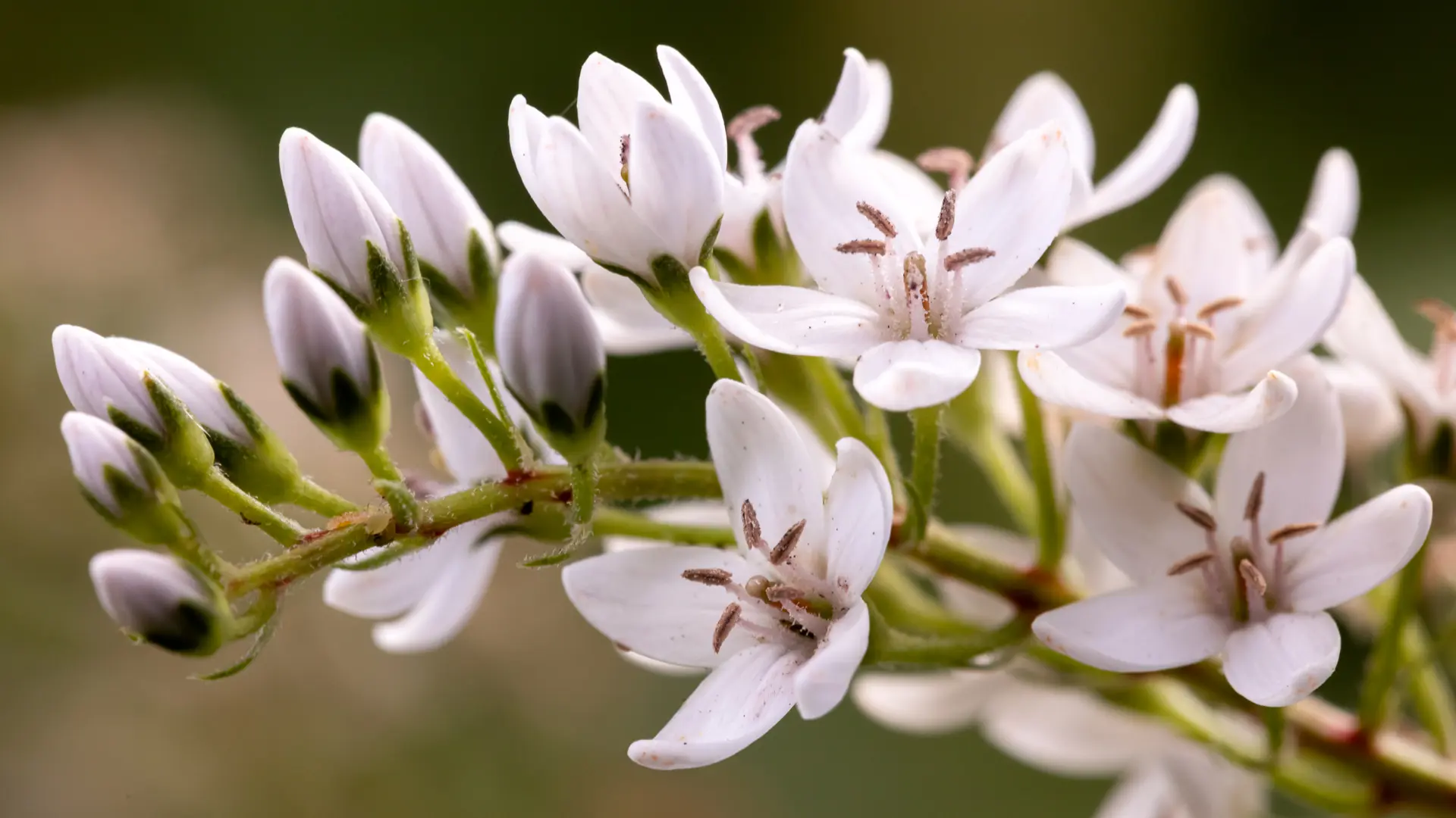 Blüten im Garten