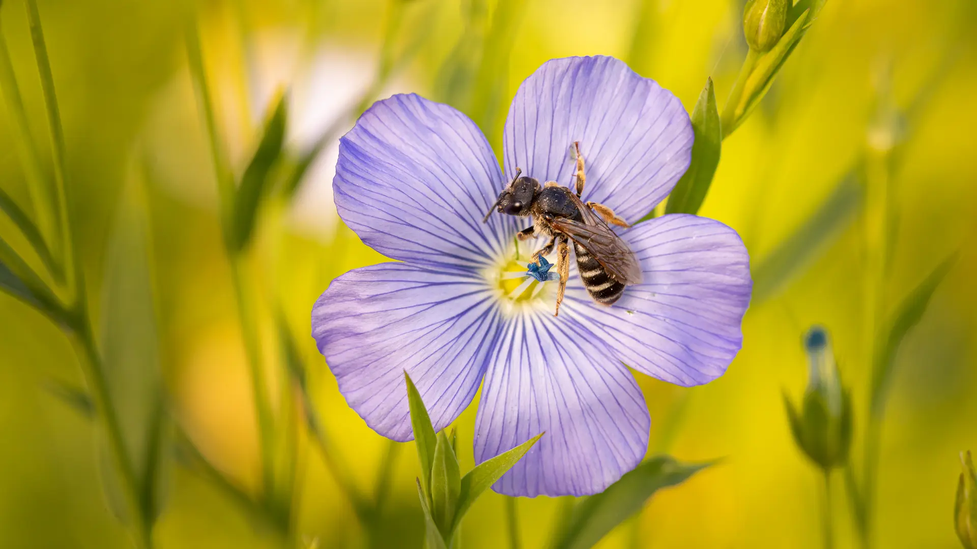 Wildbiene auf einer Blume