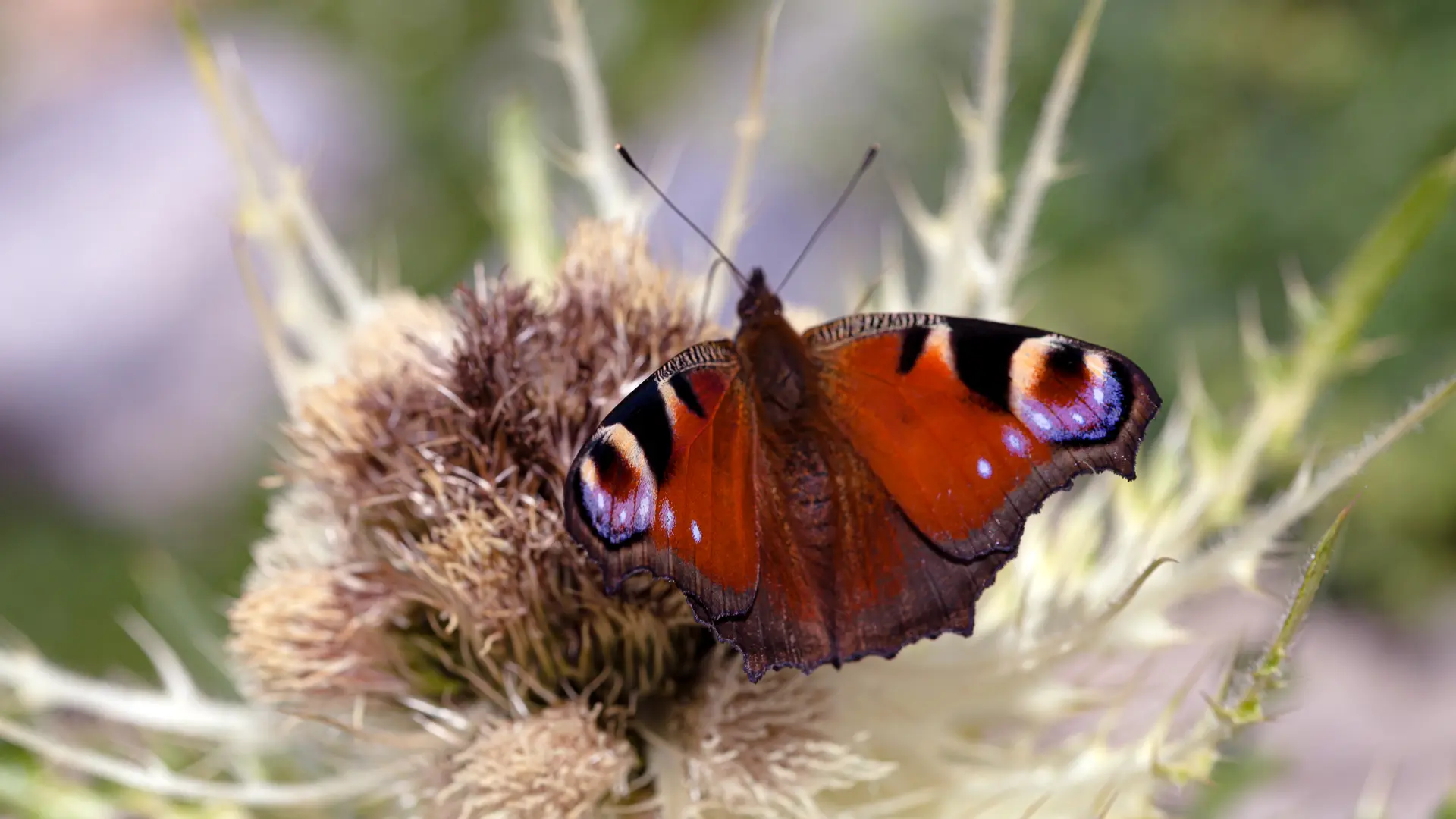 Schmetterling