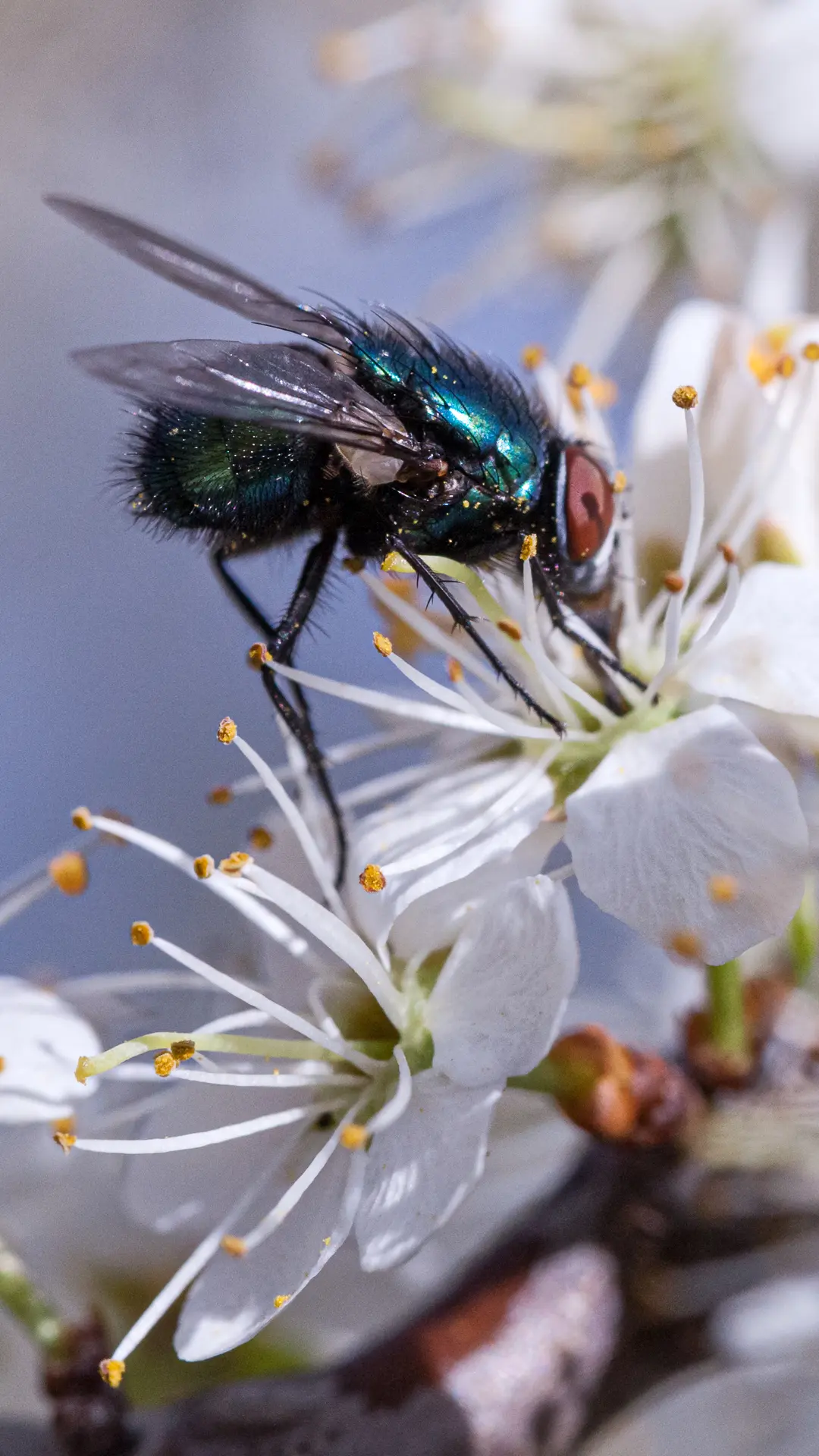 Insekten