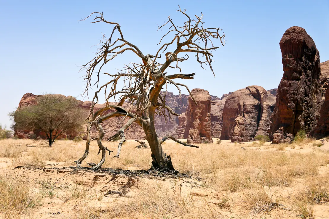 Toter Baum in der Sahara, Tschad, Ennedi, Wüste